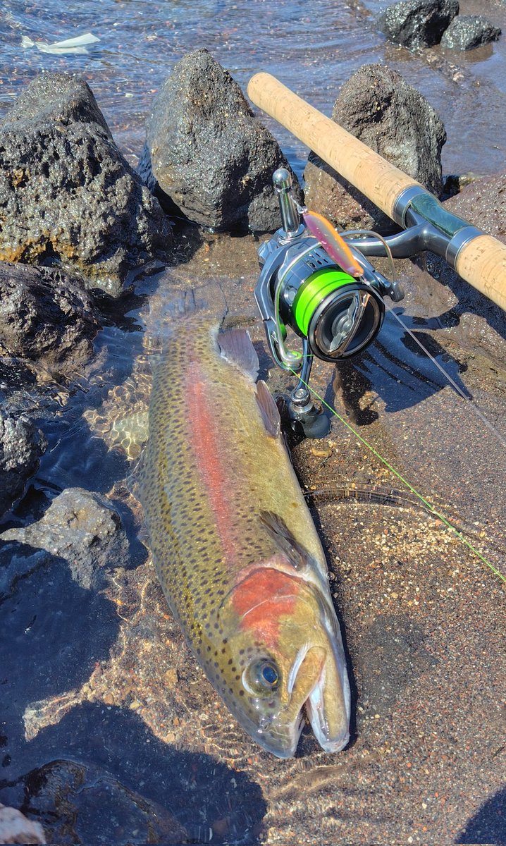 きくち ルアーフィッシング KIKUCHI LURE FISHING tweet media