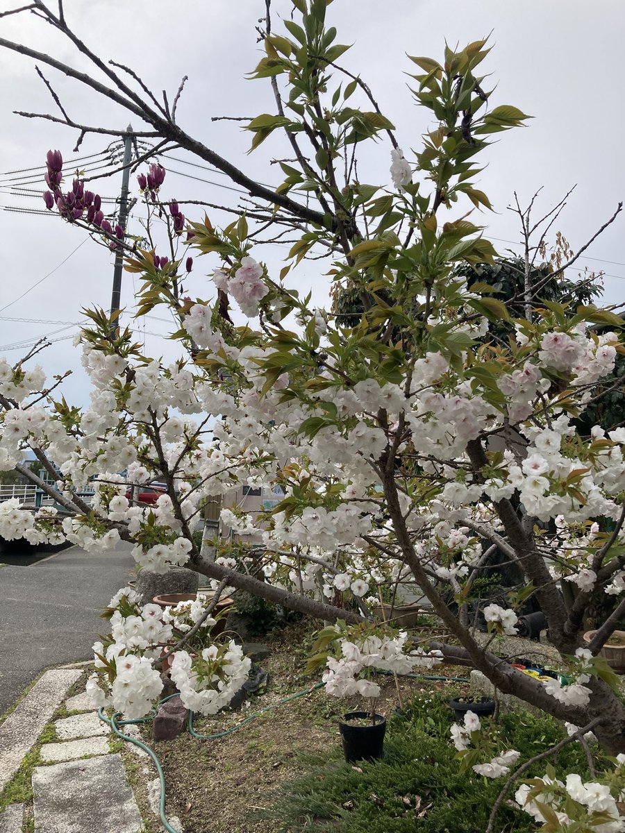 ひとでくん　草組だんごclub秀花組💐♏️ tweet media