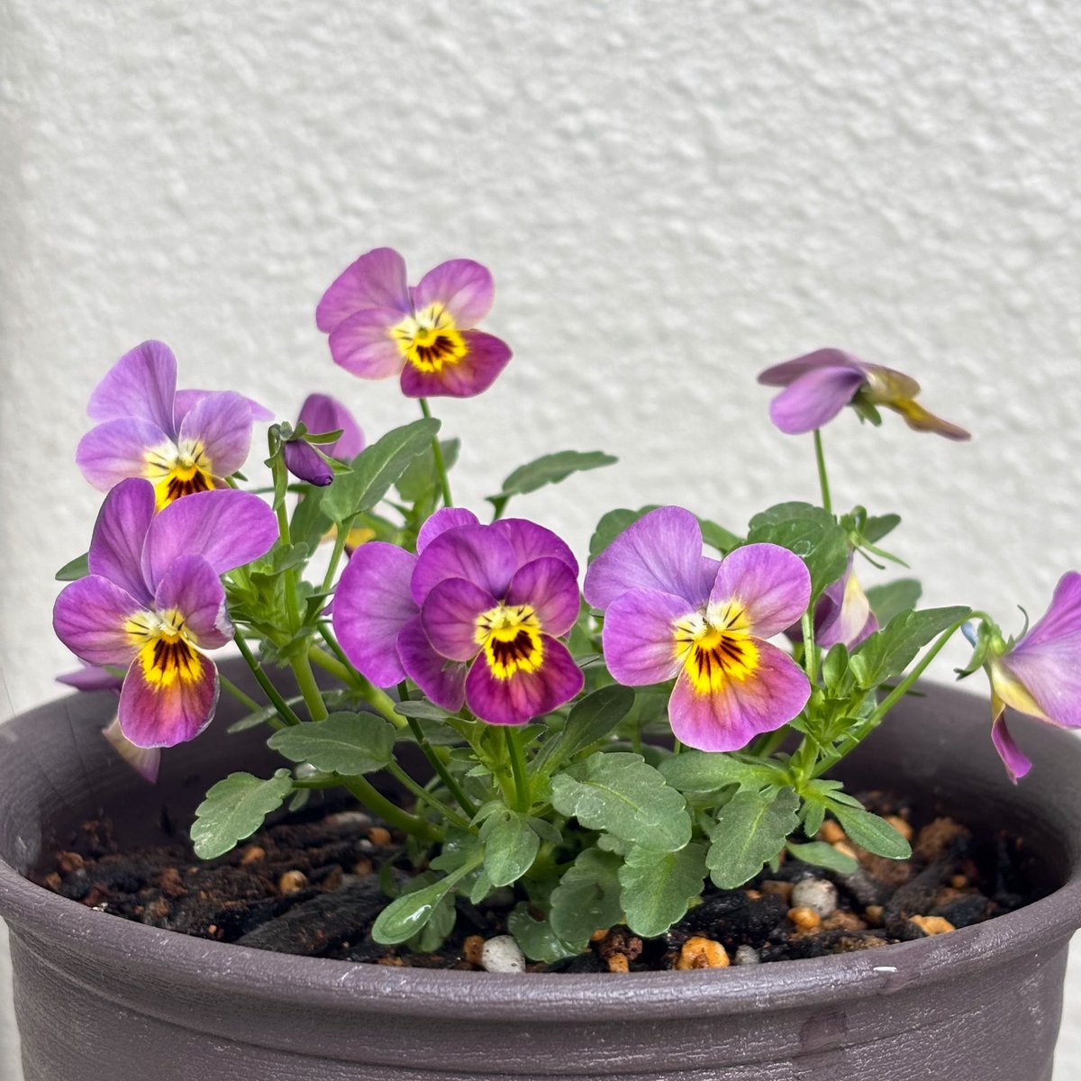 ぐるぐるぐる子🐮🩵@いつも元気なVTuber tweet media