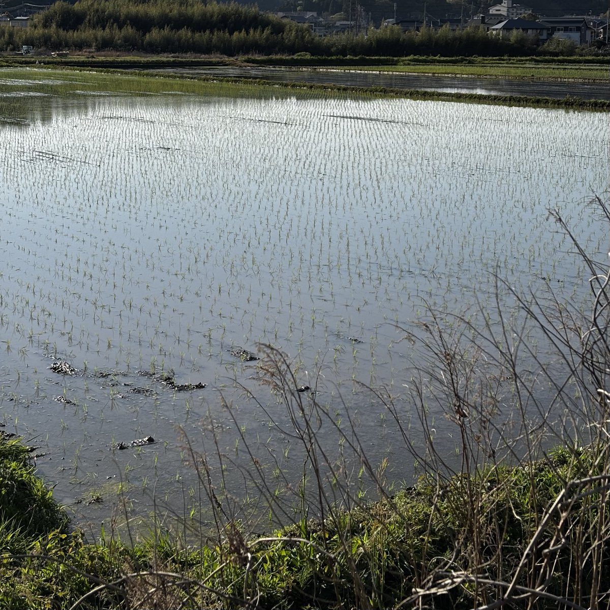 田舎ぐま tweet media