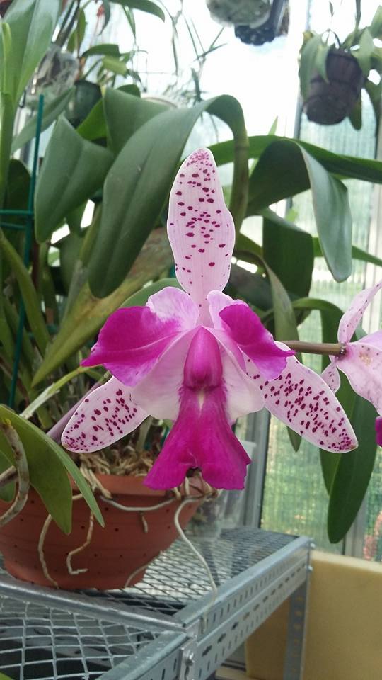ConfidentialUn's tweet image. Cattleya Interglossa 

#orchids #plants