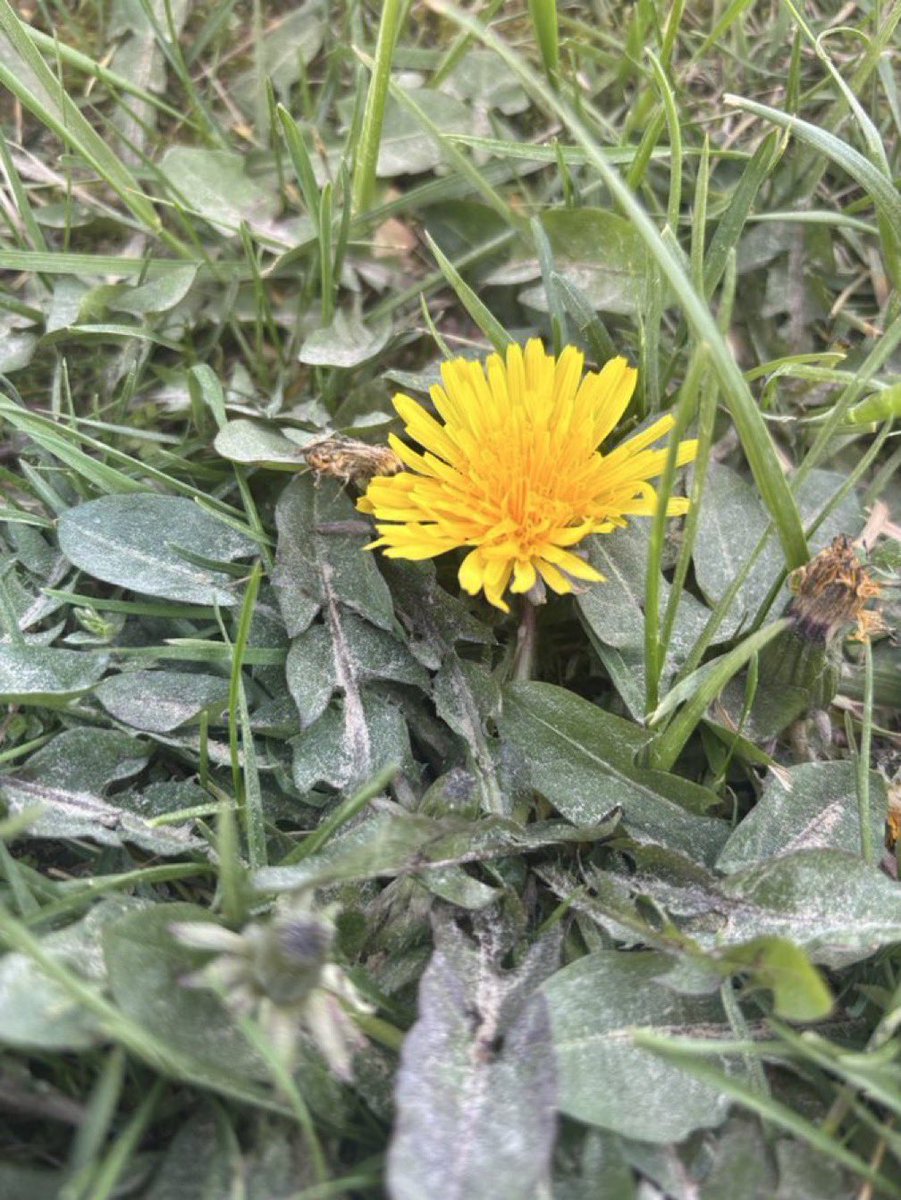 Thrilla the Gorilla tweet media