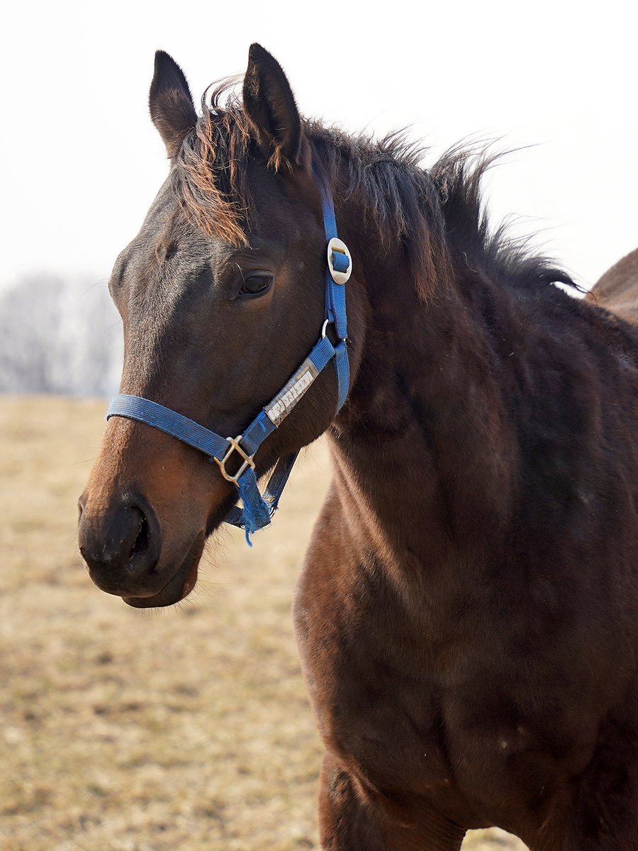 G1サラブレッドクラブ(公式) tweet media