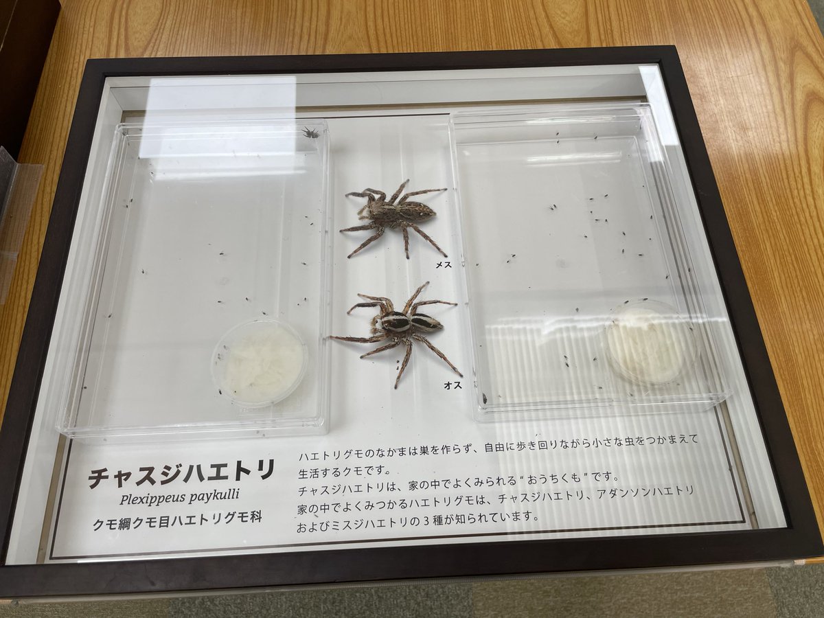 darumashark's tweet photo. 2026.4.6

先日は伊丹昆虫館さんにお邪魔しました。

小さな生き物の見せ方がすごかったです。
ミツバチの巣箱も観察できるようになっているのも迫力がありました。 https://t.co/voTsZZ2XC5