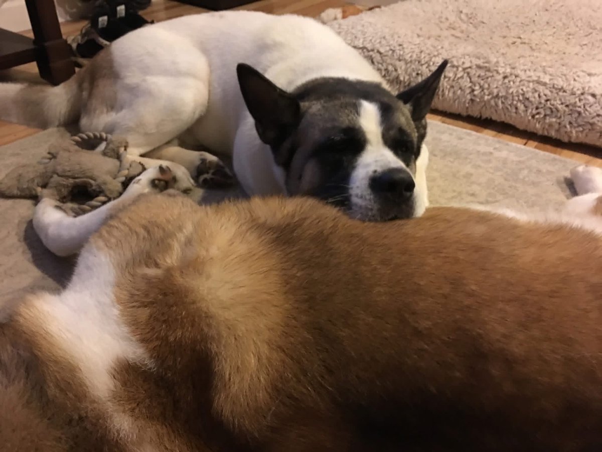 HGBurrow tweet media