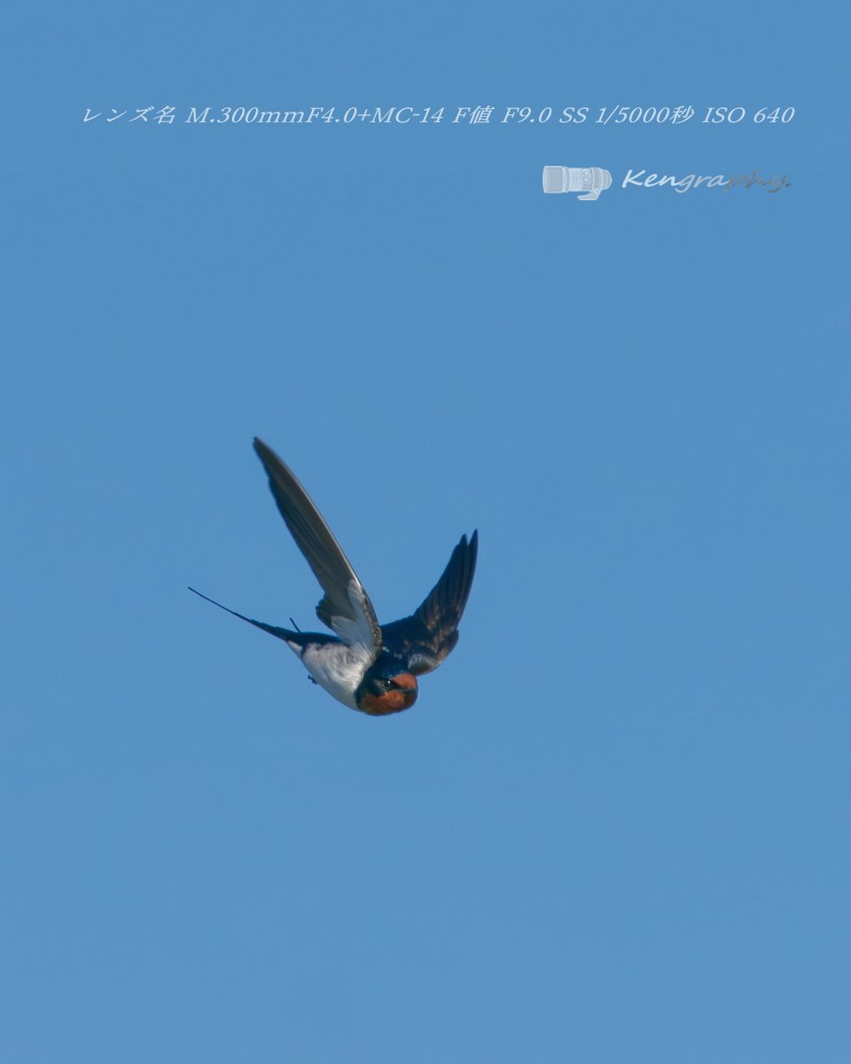 OJu_Ju's tweet image. 長旅ご苦労さんです・・（＾ω＾）
#BirdPhotography | #OLYMPUS