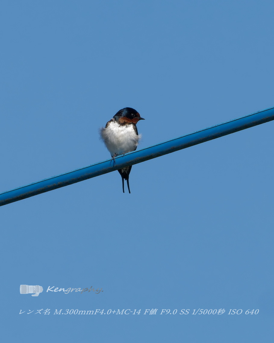 OJu_Ju's tweet image. 長旅ご苦労さんです・・（＾ω＾）
#BirdPhotography | #OLYMPUS