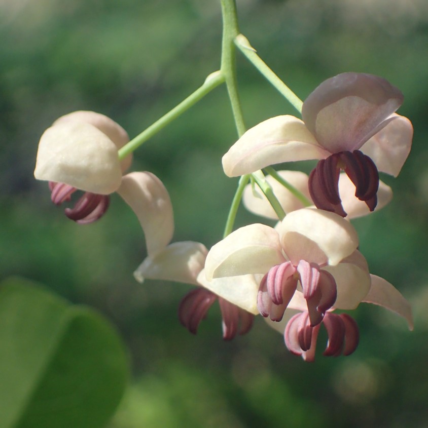 千葉県立中央博物館 tweet media