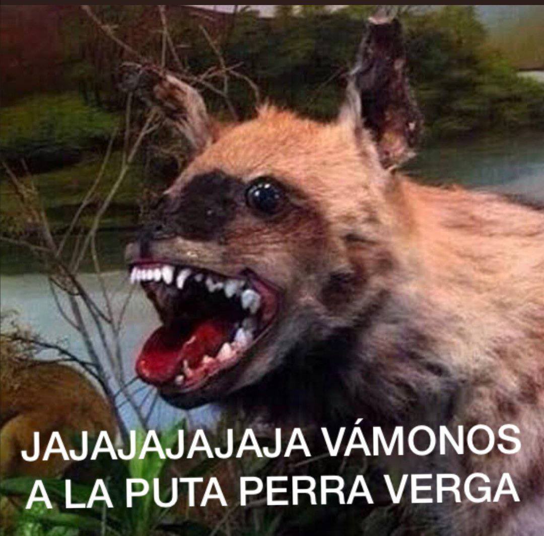 argel77m tweet media