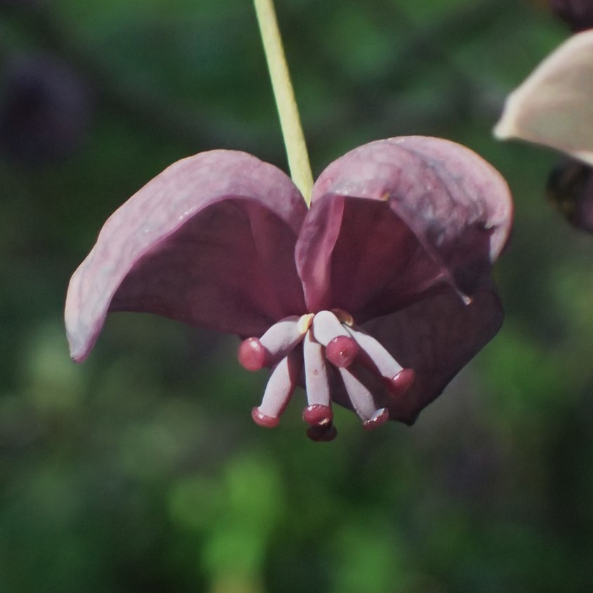 千葉県立中央博物館 tweet media