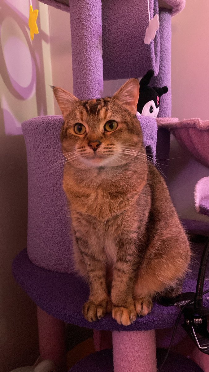 mykalalaa's tweet image. mugged over at the usual spots &amp;lt;3

˚₊‧⁺⋆♱

#smallstreamer #VALORANT #valtwt #SmallStreamerCommunity #promo #promotwt #gaming #streamer #val #valorant #cs2 #cs  #valtwt #catcam