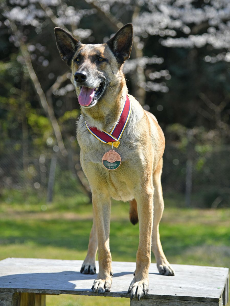 舞鶴地方総監部【公式】 tweet media