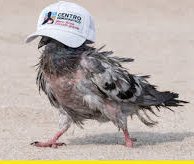 Julián Ramírez🚇🌳💙 tweet media