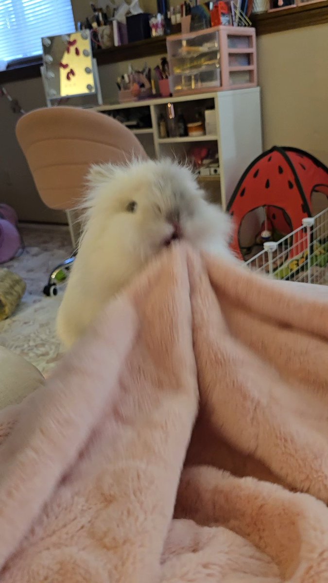 knife-wielding rabbit tweet media