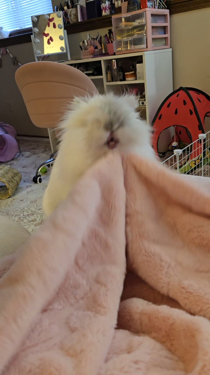 knife-wielding rabbit tweet media