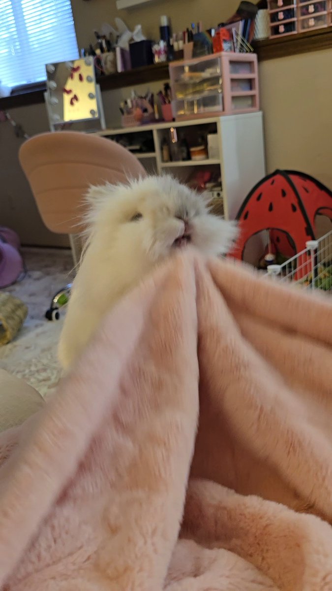 knife-wielding rabbit tweet media