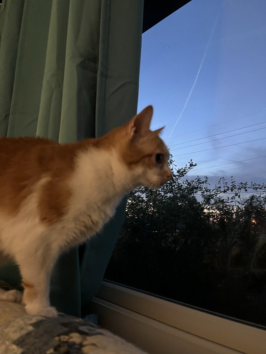 norberg & co tweet media