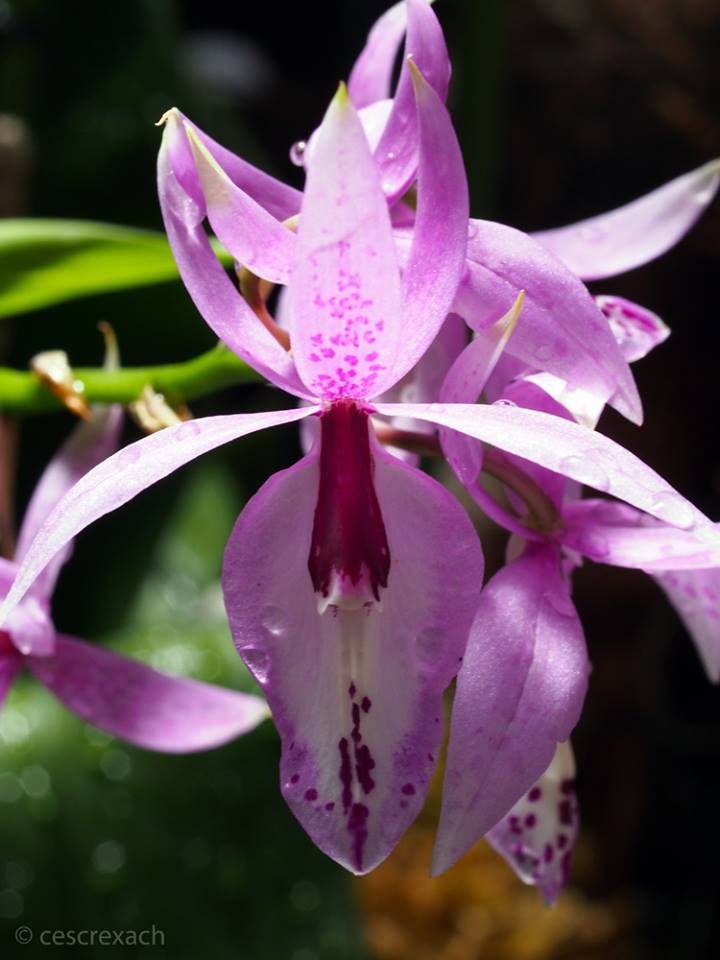 ConfidentialUn's tweet image. Barkeria spectabilis 

#orchids #plants