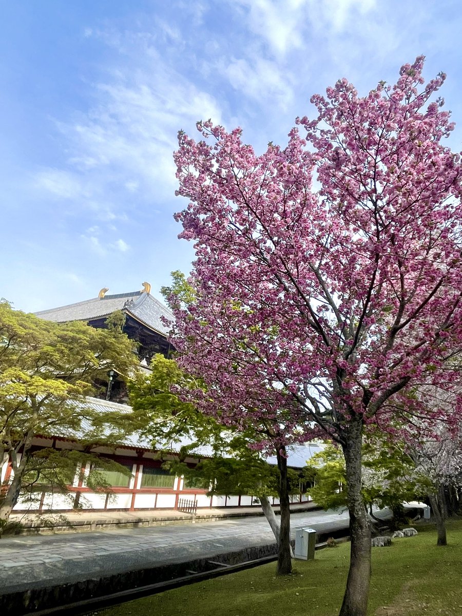 華厳宗大本山 東大寺【公式】 Tōdaiji Temple tweet media