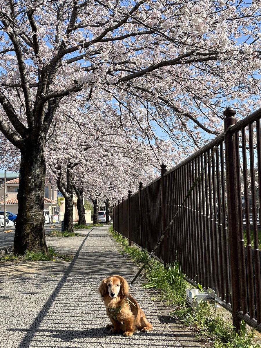 ちいちい tweet media