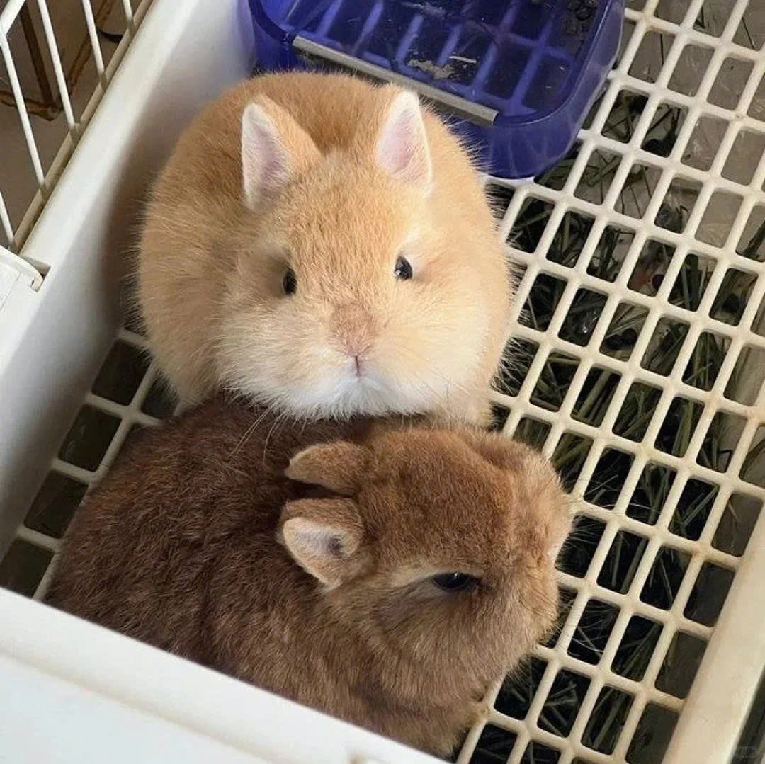 Why you should have a rabbit tweet media