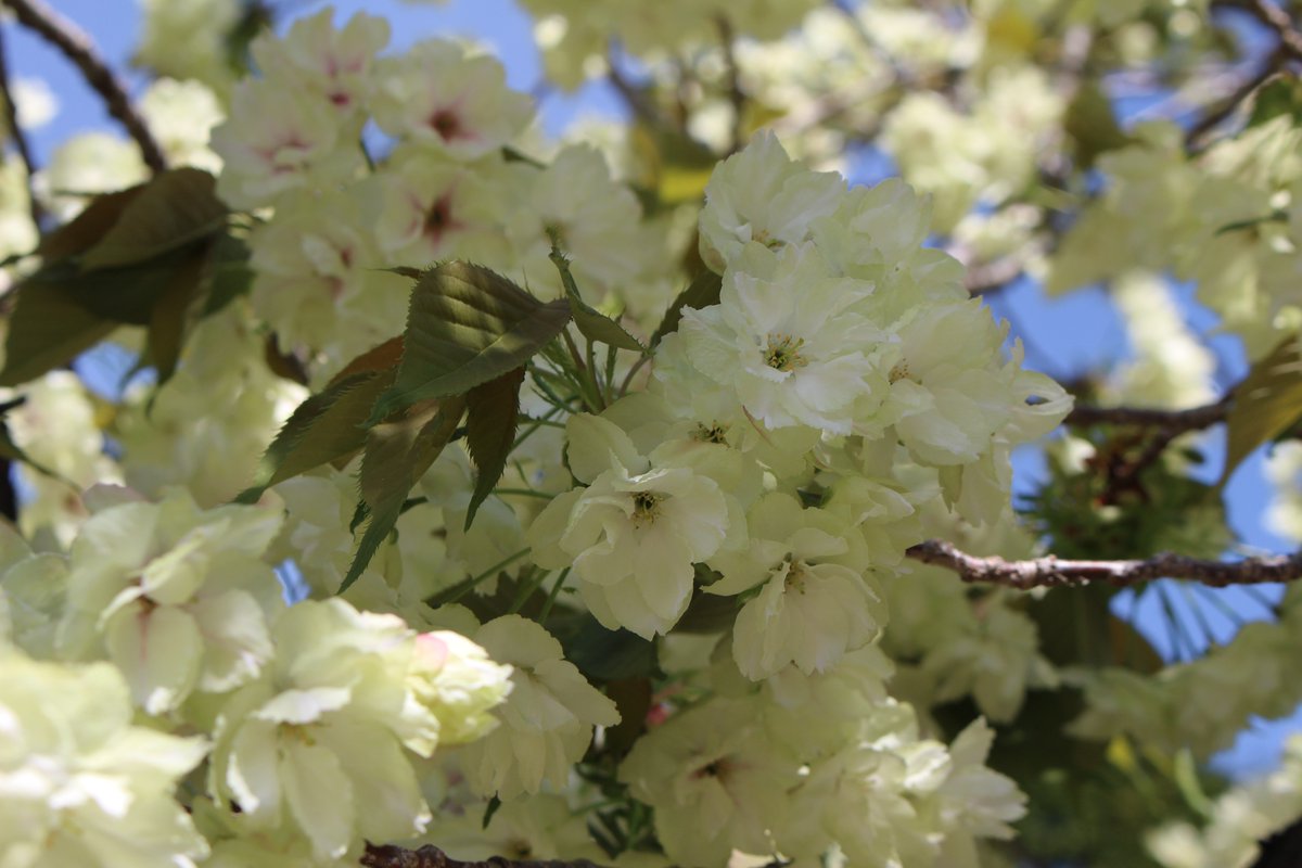 開花状況 ； ほぼ満開 鬱金桜 桜まつり 4月10日～20日 ほぼ満開の中に