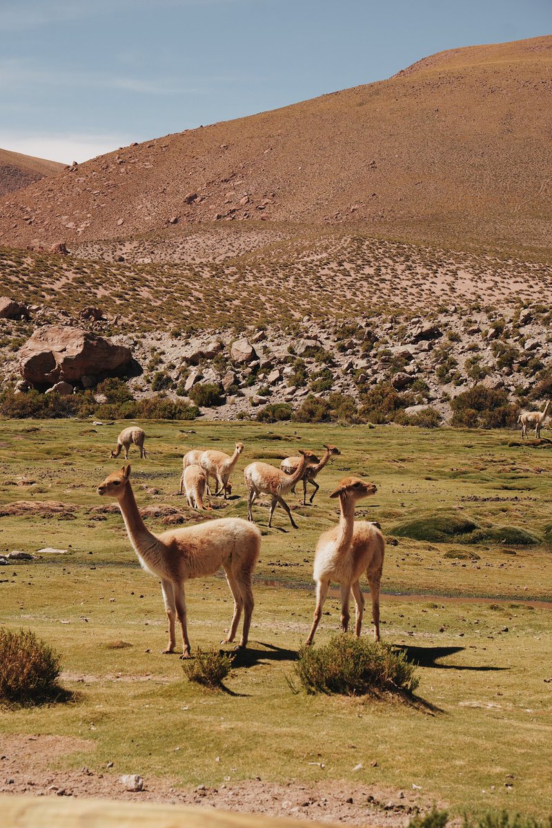 olá, Atacama 🇨🇱
