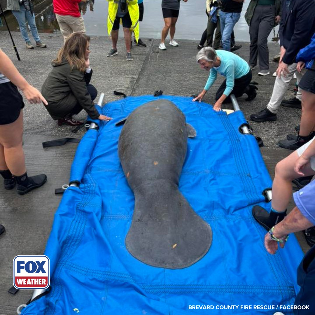 foxweather's tweet image. BACK HOME 🐋: Melby the manatee was released back into the wild this week after becoming stuck in a storm drain and rehabbing for nearly two months in Florida.

#Manatee #Florida #FOXWeather