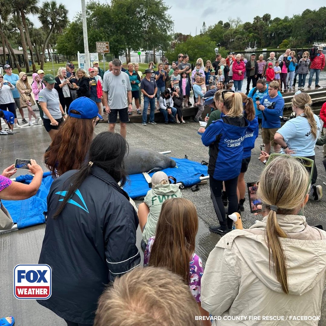 foxweather's tweet image. BACK HOME 🐋: Melby the manatee was released back into the wild this week after becoming stuck in a storm drain and rehabbing for nearly two months in Florida.

#Manatee #Florida #FOXWeather