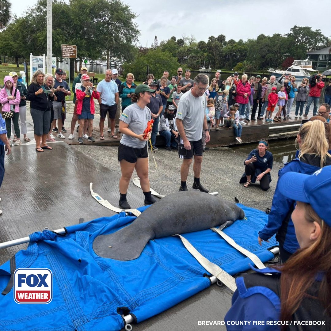foxweather's tweet image. BACK HOME 🐋: Melby the manatee was released back into the wild this week after becoming stuck in a storm drain and rehabbing for nearly two months in Florida.

#Manatee #Florida #FOXWeather