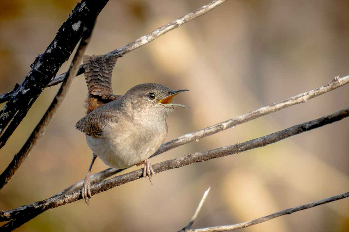 Pajareando en: Aves y Naturaleza de México tweet media