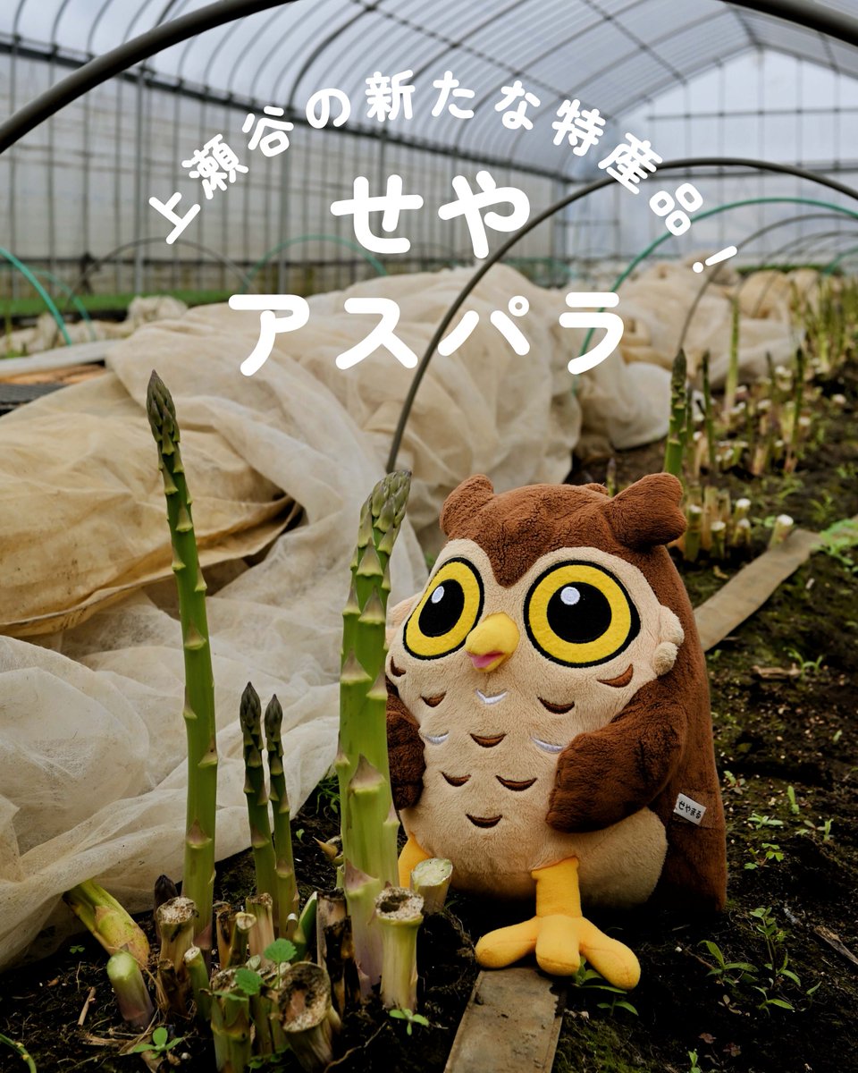 🌞瀬谷の新名物「せやアスパラ」誕生！ 今春から本格販売が始まった