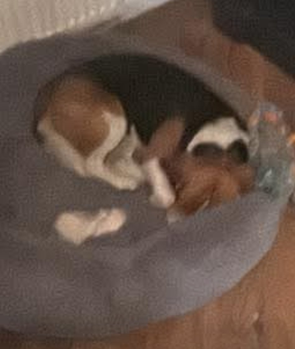 Missing Pets GB tweet media