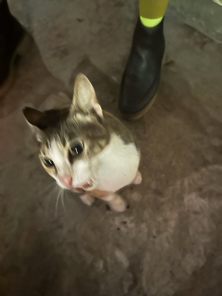 武部洋子 tweet media