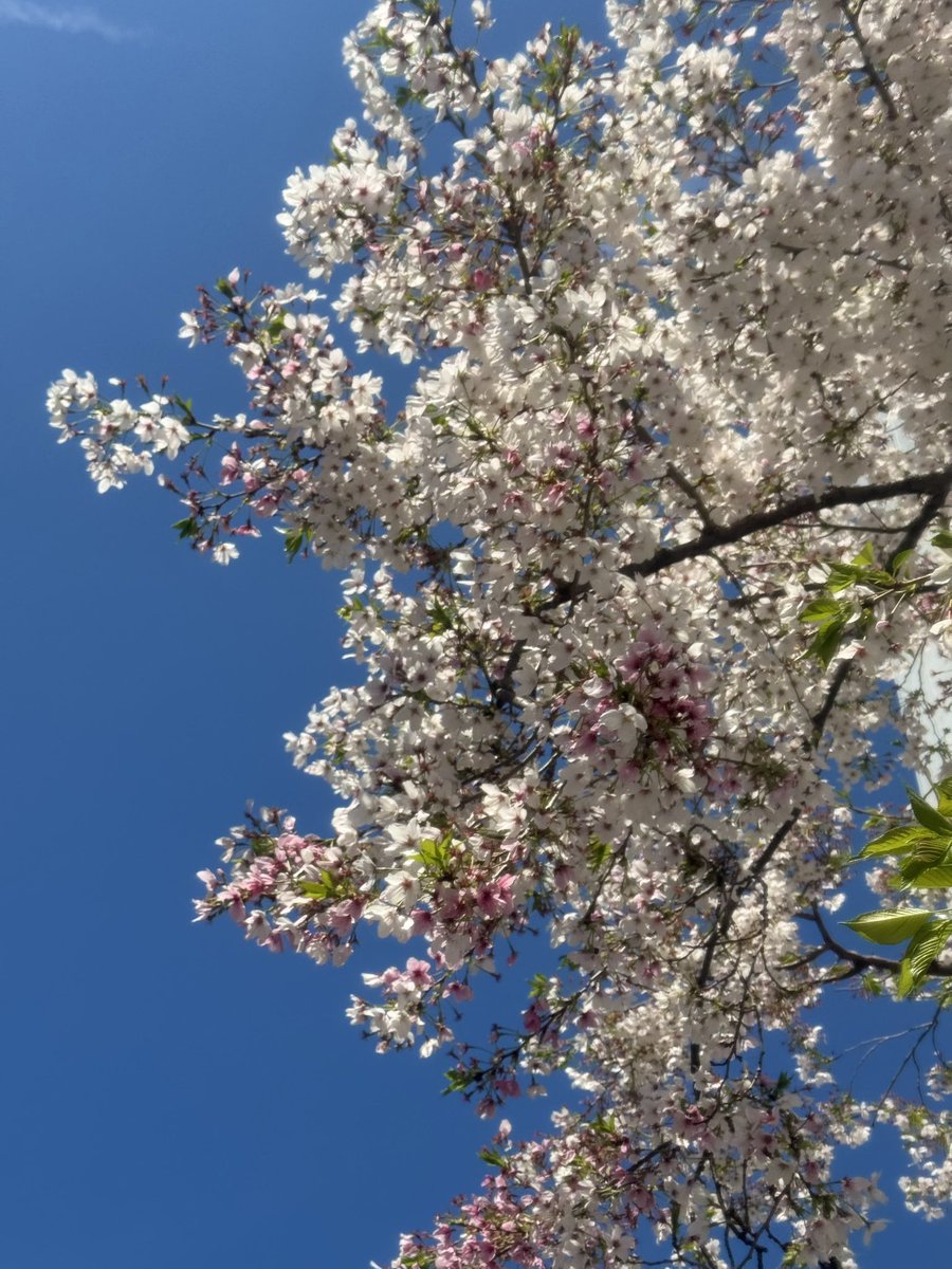 ねりり tweet media