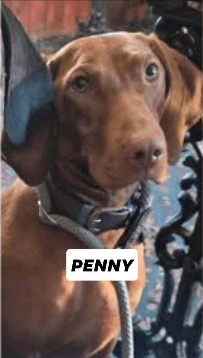 Missing Pets GB tweet media