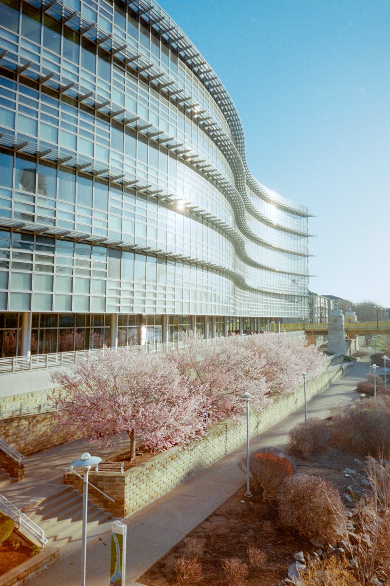 A few more film images tonight, this time of the cherry blossoms on the North Shore of #Pittsburgh. These trees in the springtime are some of my favorite subjects when it comes to film photography, as they just have the perfect look in the early morning light.