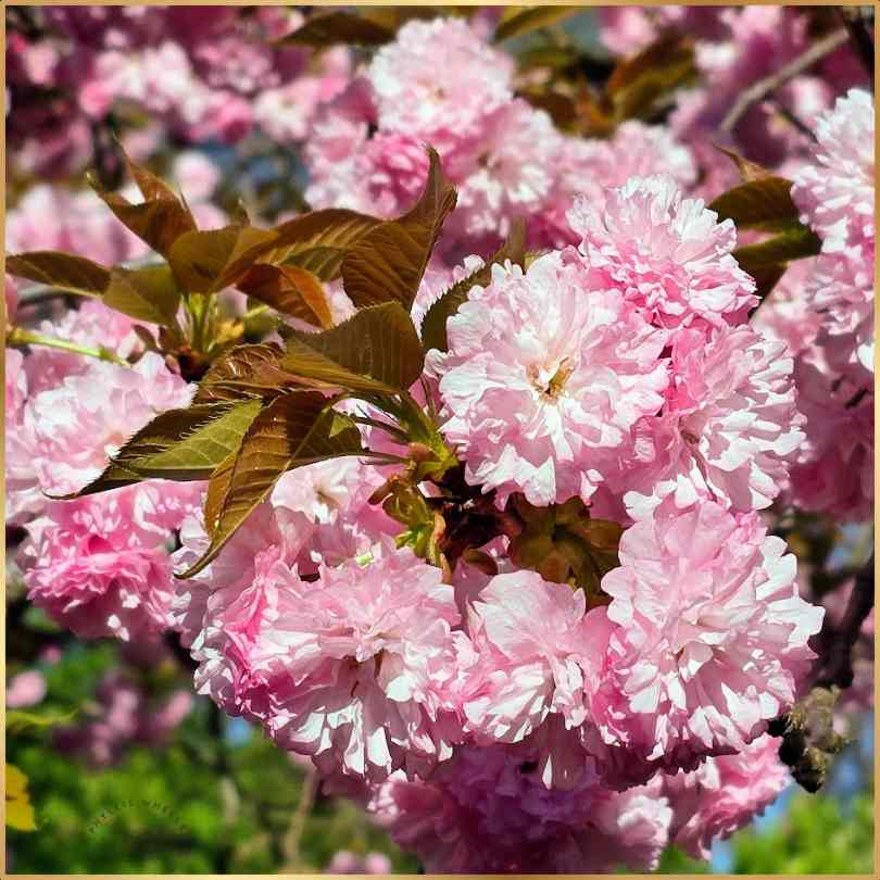 Phyllis Wheeler - Super Cat Joy tweet media