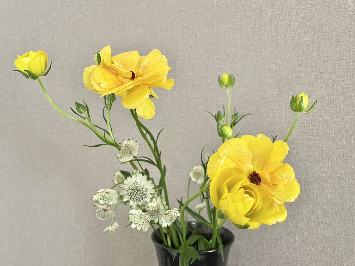 naturliv_an's tweet image. リビングにお花☺️
アストランチア&amp;amp;ラナンキュラス
#FlowerPower