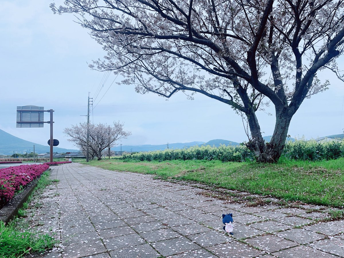 とまと tweet media