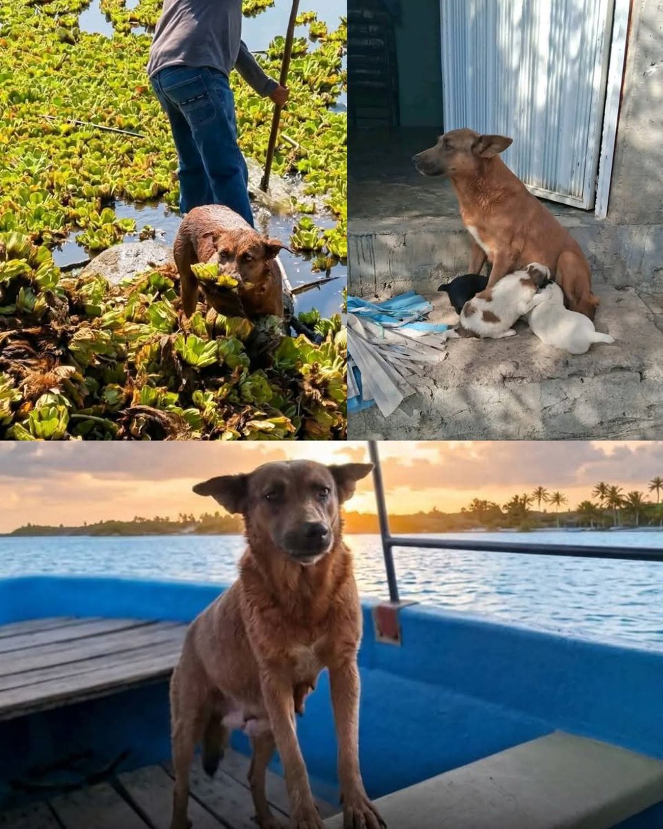 En Júpiter tweet media