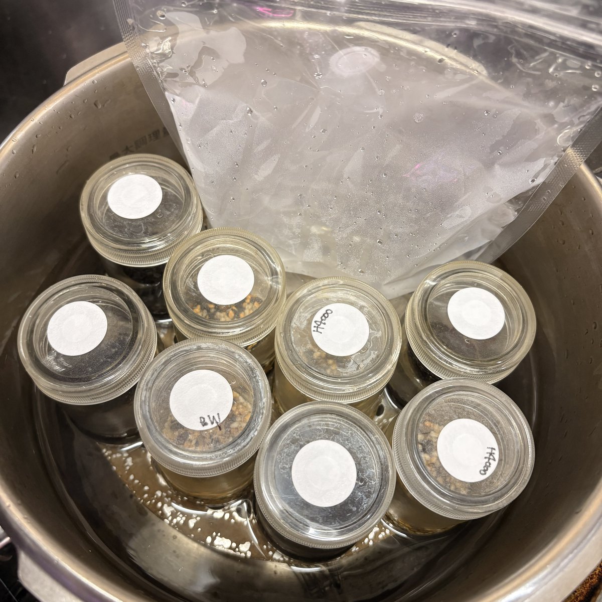 TheGAKI @日常やプライベートや培養 tweet media