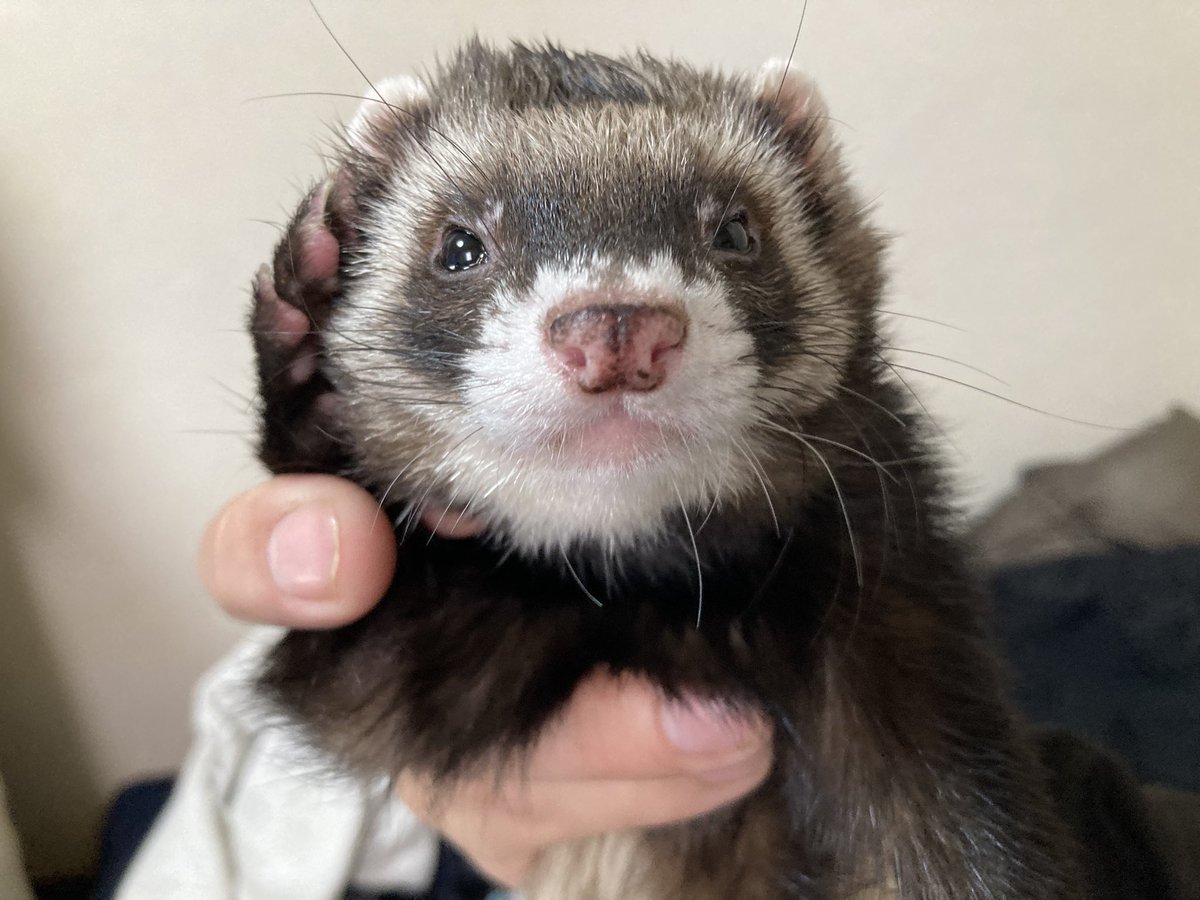 kaoru.com tweet media