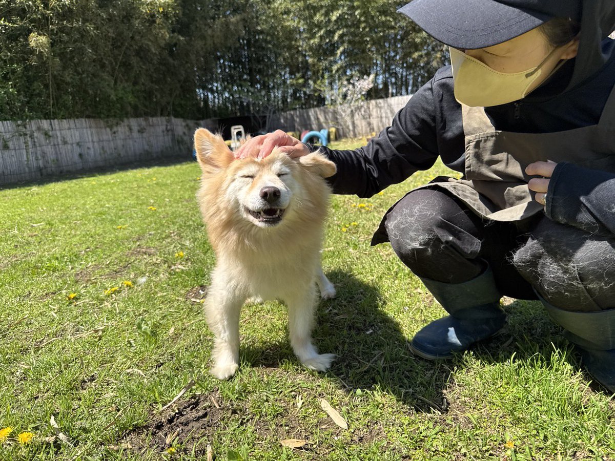roukenhome9989's tweet photo. 【老犬ホーム】九十九里パーク、ドックランではしゃぐ老犬ちゃん(18歳)…尊い😊♪

https://t.co/gNW1HULCks
#老犬介護　#高齢犬　#長期お預かり　#成犬　#ロウケンズ応援団　#犬好きさんと繋がりたい  #秘密結社老犬倶楽部　#千葉　#海　#夜鳴き　#芝生　#ドックラン　#柴犬　#認知　#MIX犬 https://t.co/WC7ggvHcKq