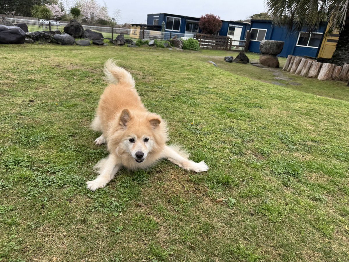 roukenhome9989's tweet photo. 【老犬ホーム】九十九里パーク、ドックランではしゃぐ老犬ちゃん(18歳)…尊い😊♪

https://t.co/gNW1HULCks
#老犬介護　#高齢犬　#長期お預かり　#成犬　#ロウケンズ応援団　#犬好きさんと繋がりたい  #秘密結社老犬倶楽部　#千葉　#海　#夜鳴き　#芝生　#ドックラン　#柴犬　#認知　#MIX犬 https://t.co/WC7ggvHcKq
