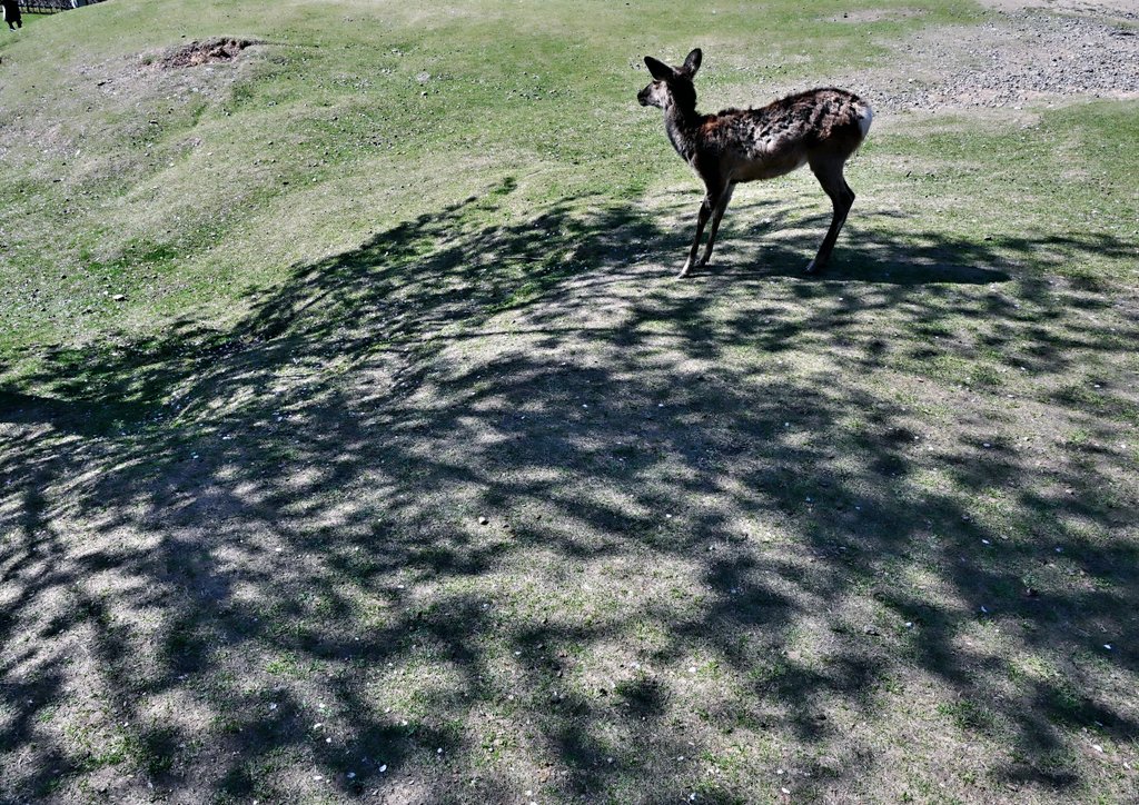 一寸帽子 tweet media