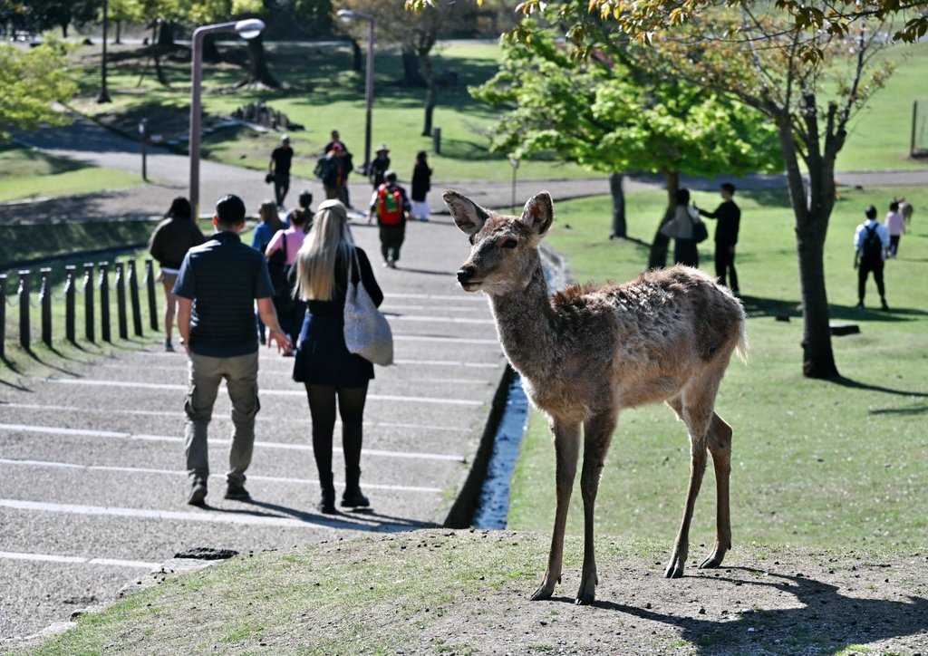 一寸帽子 tweet media