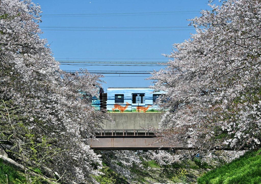 一寸帽子 tweet media