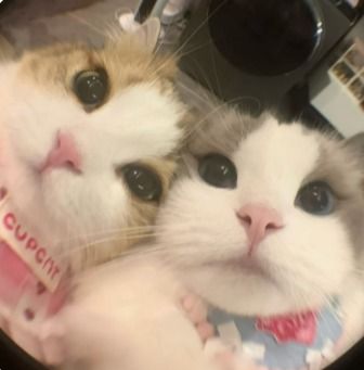 มาเน่โสด tweet media