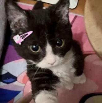 𝐡𝐚𝐦𝐬𝐭𝐞𝐫🪐🍄 tweet media